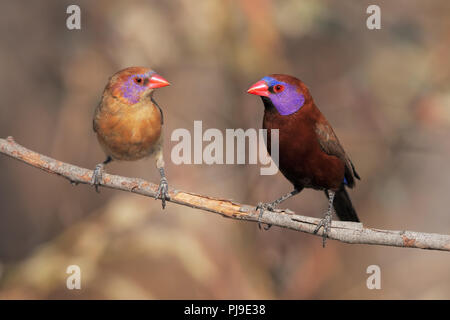 Violet-eared Waxbill Banque D'Images