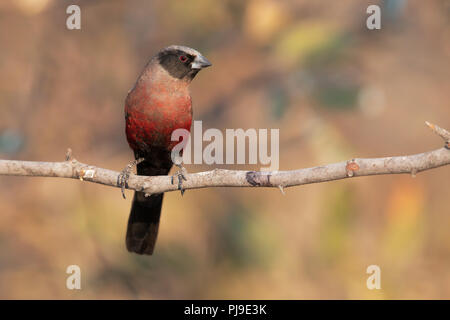 Black.cheecked Waxbill Banque D'Images