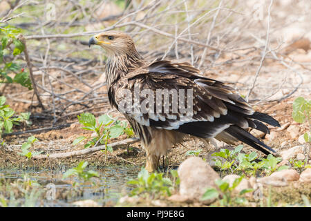 L'Est de l'aigle impérial (Aquila heliaca), debout sur le sol pour mineurs Banque D'Images