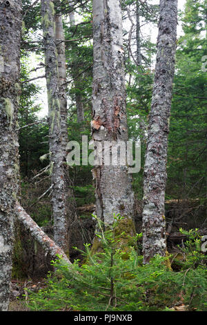 Mountain le bouleau à papier (Betula cordifolia arbre regal) sur le côté de la crête de Caps Trail à Thompson et Meserves Purchase, New Hampshire, USA. Banque D'Images