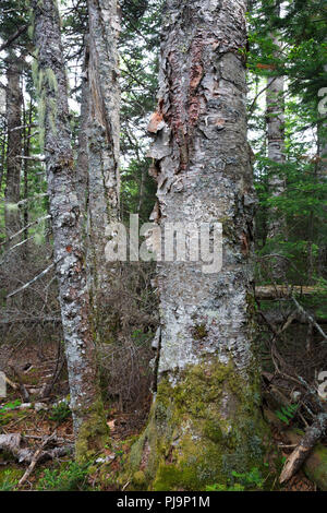 Mountain le bouleau à papier (Betula cordifolia arbre regal) sur le côté de la crête de Caps Trail à Thompson et Meserves Purchase, New Hampshire, USA. Banque D'Images