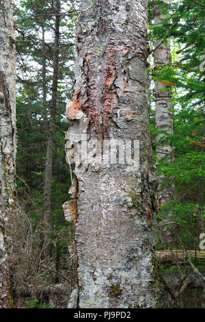 Mountain le bouleau à papier (Betula cordifolia arbre regal) sur le côté de la crête de Caps Trail à Thompson et Meserves Purchase, New Hampshire, USA. Banque D'Images