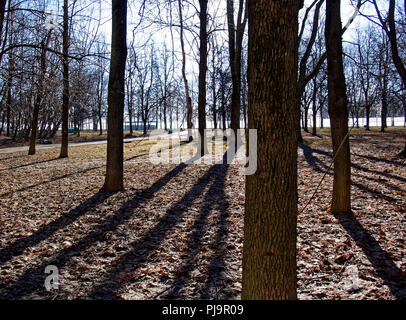 Les ombres des arbres au printemps Park, Moscou Banque D'Images