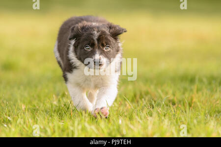 Border Collie noir et blanc chiot dans l'herbe mouillée Domaine Banque D'Images