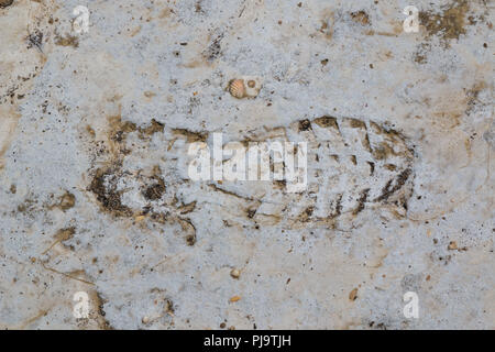 Empreinte d'une chaussure lourde dans le sable d'une plage, couverts par le sel. Peu de surface pleine de pierres et de coquillages. Soline, île de Krk, Croatie. Banque D'Images