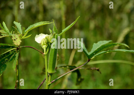 Ladyfinger croissant sur la plante (Abelmoschus esculentus) Banque D'Images