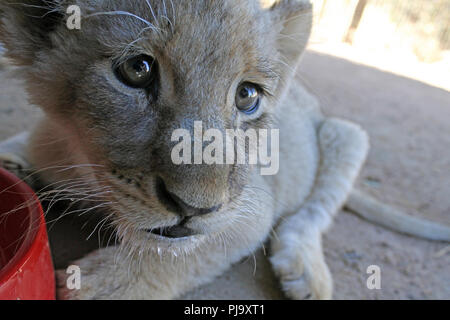 Cute lion cub en Afrique du Sud Banque D'Images