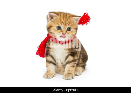 Petit Chaton British en dans une écharpe rouge, isolé sur blanc. Banque D'Images