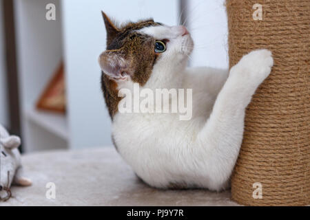 Accueil chat couché sur un poteau de éraflure Banque D'Images