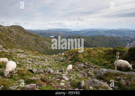 Moutons paître sur la pente du mont Ulriken. Beau paysage norvégien, ligne d'horizon, les nuages, les fjords, montagnes, rochers, paysage urbain, à vélo. Landmar Banque D'Images