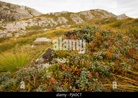 Pierres de roche avec moss, plantes et petits fruits sur le mont Ulriken, Bergen. La nature du Nord, les montagnes, les fjords, forêt, paysage, la randonnée. La Norvège, Scandinavie Banque D'Images