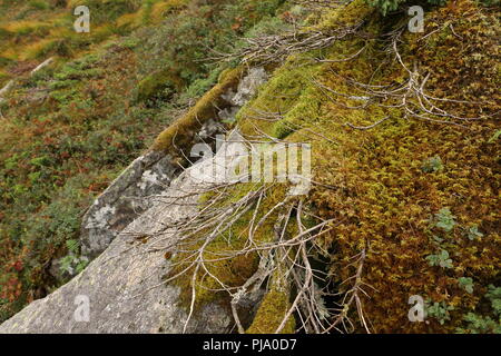 Libre de pierre roche avec de la mousse et les plantes sur le mont Ulriken, Bergen. La nature du Nord, les montagnes, les fjords, forêt, randonnées. La Norvège, Scandinavie, tourisme, Banque D'Images