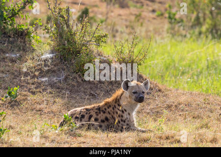 L'Hyène tachetée couchés dans l'herbe de la savane et les scouts Banque D'Images