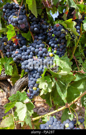 Les cultures de raisin consacrées à l'élaboration du célèbre vin Rioja. Banque D'Images