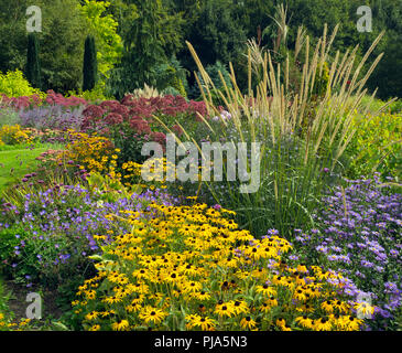 De plus en plus d'or Rudbeckia sturm frontière jardin Banque D'Images