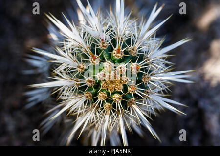 Vue rapprochée de la tête sur un diable rampant (cactus Stenocereus eurca) originaire du Mexique. Les aiguilles créer un beau motif symétrique. Banque D'Images