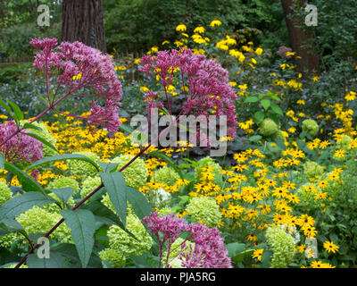 Eupatorium maculatum ou Joe Pyes Rudbeckia les mauvaises herbes et jardin à sturm Gold border Banque D'Images