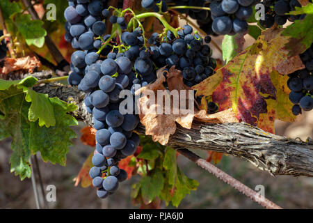 Les cultures de raisin consacrées à l'élaboration du célèbre vin Rioja. Banque D'Images