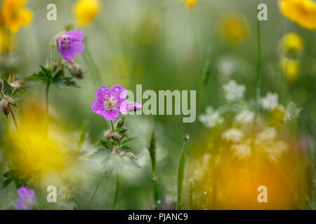 Géranium sanguin ; bois Geranium sylvaticum pré ; Yorkshire ; UK Banque D'Images