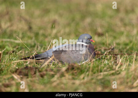 Pigeon ramier, Columba palumbus seul sur le sol se reposer ; Cornwall UK Banque D'Images