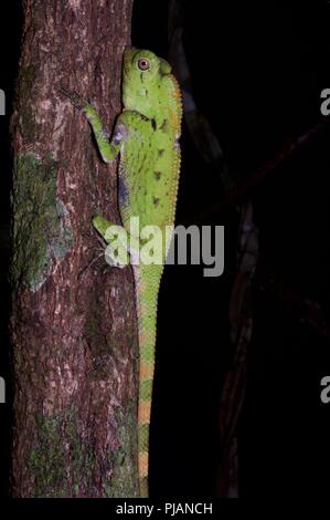 Un Angle du Doria lézard à tête (Gonocephalus doriae) accroché à un tronc d'arbre dans la nuit dans le parc national de Gunung Gading, Sarawak, l'Est de la Malaisie, Bornéo Banque D'Images