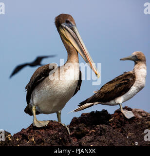 Pélican brun. Elizabeth Bay. Isla Isabela, Galapagos, Equateur. Banque D'Images