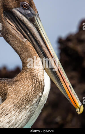 Pélican brun. Elizabeth Bay. Isla Isabela, Galapagos, Equateur. Banque D'Images