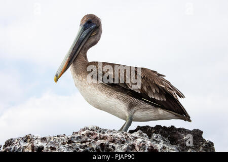 Pélican brun. Elizabeth Bay. Isla Isabela, Galapagos, Equateur. Banque D'Images