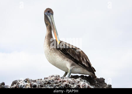 Pélican brun. Elizabeth Bay. Isla Isabela, Galapagos, Equateur. Banque D'Images