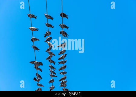 Un troupeau de pigeons assis sur des fils électriques contre un ciel bleu. Banque D'Images