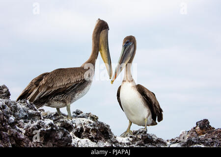 Pélican brun paire. Elizabeth Bay. Isla Isabela, Galapagos, Equateur. Banque D'Images