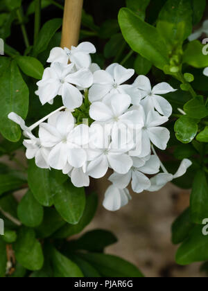 Fleurs blanches dans un cluster serré de l'offre, Plumbago capensis scrambler evergreen f. alba Banque D'Images
