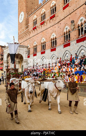 Les Bœufs blancs traditionnellement partie du Corteo Storico (procession historique) dans la Piazza del Campo, le Palio di Siena, Sienne, Italie Banque D'Images