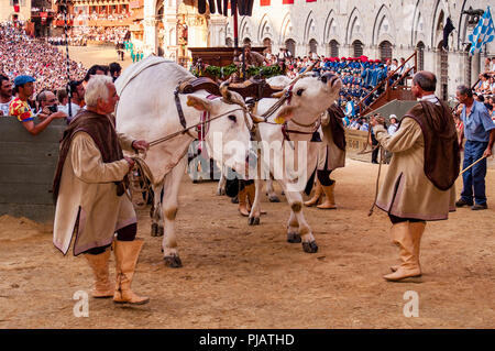 Les Bœufs blancs traditionnellement partie du Corteo Storico (procession historique) dans la Piazza del Campo, le Palio di Siena, Sienne, Italie Banque D'Images