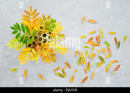 Les feuilles des arbres ashberry colorés dans un vase lotus d'or, sur fond de béton. Humeur d'automne. Banque D'Images