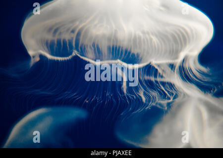 Méduse de lune (Aurelia aurita) flottant sur fond bleu foncé Banque D'Images