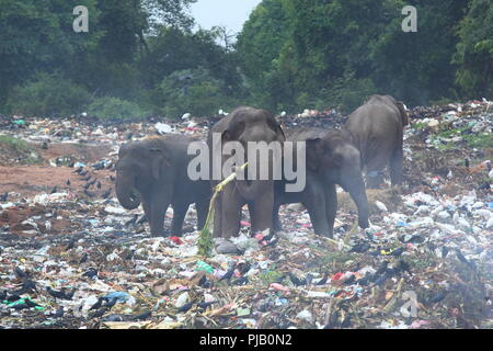 Groupe d'éléphants sauvages à la recherche au milieu de dépotoir (Sri Lanka, Trincomalee) Banque D'Images