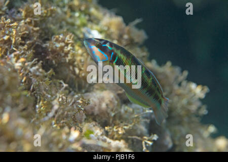 Ornate Wrasse (Thalassoma pavo) Banque D'Images