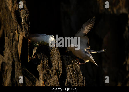 Fulmar atterrissage sur falaise, par d'autres sur les falaises fulmar à Hawkcraig in Paris, Banque D'Images