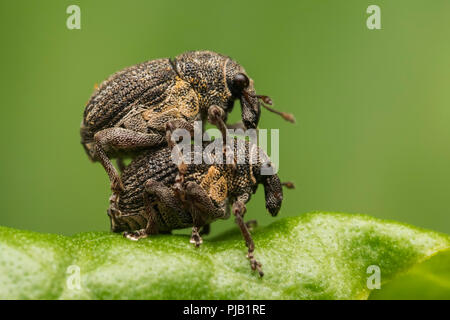 L'accouplement Rhinoncus pericarpius sur charançons. dock Tipperary, Irlande Banque D'Images