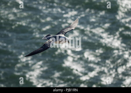 Le fulmar boréal en vol au-dessus de l'eau à Aberdour, Fife Ecosse Banque D'Images