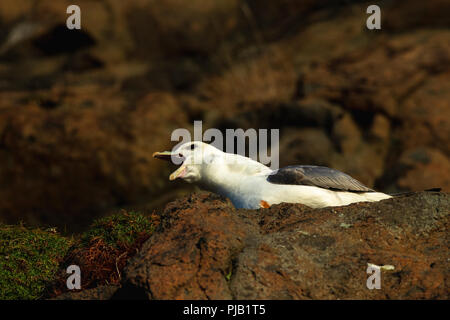 Un Pétrel Fulmar piailler sur les falaises d'Hawkcraig in Paris, Banque D'Images