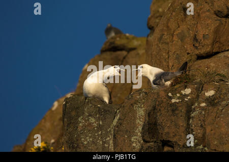 Deux fulmars boréaux piailler sur une falaise rocheuse à Hawkcraig à Aberdour Ecosse Banque D'Images