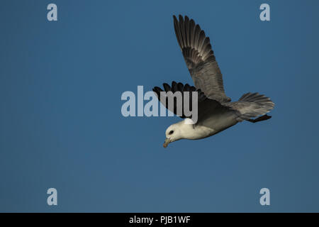 Le fulmar boréal en vol au-dessus de l'eau à Aberdour, Fife Ecosse à Aberdour, Fife Ecosse Banque D'Images