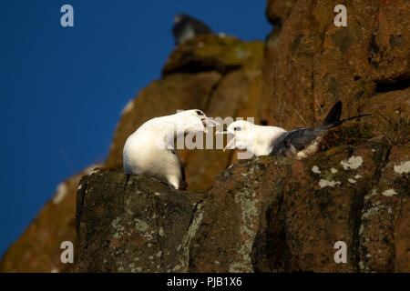 Deux fulmars boréaux piailler sur une falaise rocheuse à Hawkcraig à Aberdour Ecosse Banque D'Images