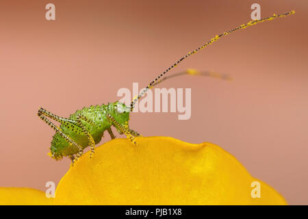 Bush mouchetée nymphe de Cricket (Leptophyes moricei) perché sur le bord de la renoncule âcre. Tipperary, Irlande Banque D'Images