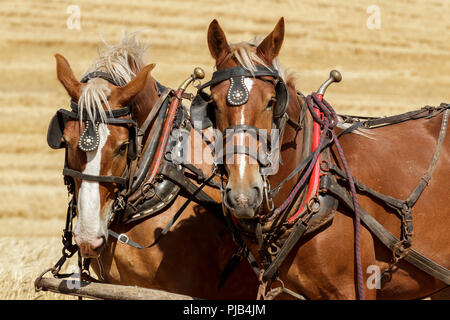 Deux projets de chevaux harnachés et attelés au chariot au Colfax bee battage dans Colfax, Washington. Banque D'Images