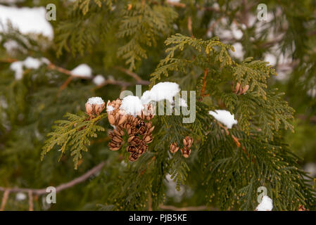 La neige a couvert le thuya occidental (Thuja occidentalis) branche avec des cônes. Banque D'Images