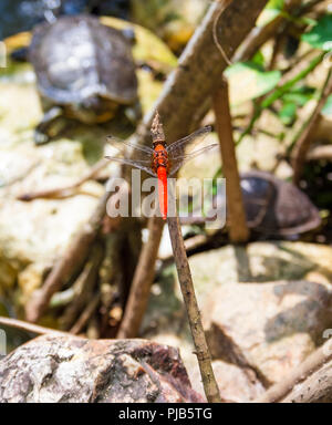 Belle photo d'une belle libellule rouge écarlate, un planeur rock (Trithemis kirbyi), d'être observé par une tortue s'il est posé sur une branche. Prises... Banque D'Images