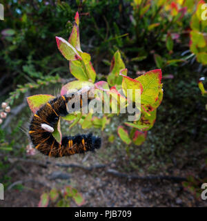 Royaume-uni : la faune Fox Moth caterpillar (Macrothylacia rubi), avec les larves de parasites (probable) guêpe parasitoïde dans un cocon, une nouvelle Banque D'Images